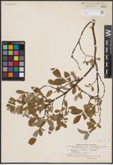 Foto von Salix L.